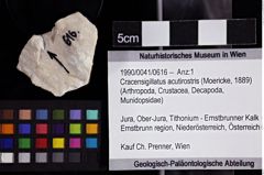 Foto (Objket + Etiketten) von Cracensigillatus acutirostris (Moericke, 1889) 